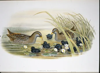 Spotted Crake (Porzana Maruetta) (litho colorido à mão)