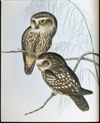 Coruja Manchada (Athene Maculata) (litho colorido à mão)