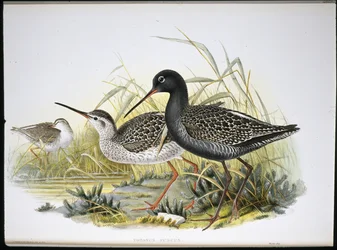 Spotted Redshank (Totanus Fuscus) (litho colorido à mão)