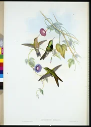 Beija-flor de São Domingos (Sporadinus Elegans) (cor da mão)