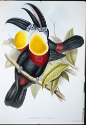 Tucano de peito de enxofre e branco (Ramphastos Vitellinus) (litho de cor de mão)