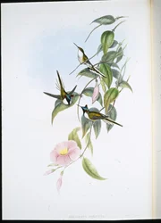 Sun Gem (Heliactin Cornuta) (cor da mão)