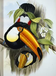 Toco Tucano Toco (Ramphastos Toco) (cor de mão litográfica)