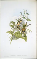 Eremita de cauda comprida (Phaethornis Syrmatophorus)