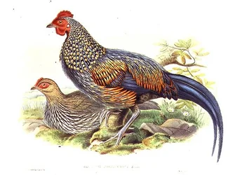 Dois faisões asiáticos (Gallus Sonneratii) gravados pelo artista e William Hart (1823-1894) (litho)