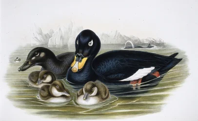 Scoter de veludo (oidemla fusca) (litho de cor de mão)