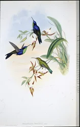 Veraguan Panoplites (Thalurania Venusta) (litografia colorida à mão)
