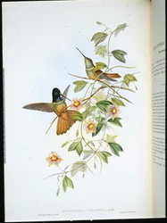 Violeta de Garganta Violeta (Helianthea Violifera) (litografia colorida à mão)