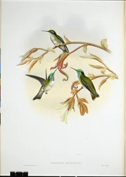 Beija-flor de barriga branca (Coeligena Hemileuca) (cor da mão)
