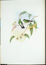 Esmeralda de barriga branca (Thaumatias Albiventris) (litho colorido à mão)