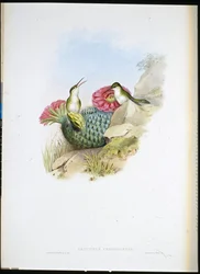 Leucippus de peito branco (leucippus chionogaster) (litho colorido à mão)