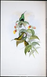 Veludo de cauda branca (Lafresnaya Gayi) (litho de cor de mão)