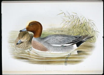 Widgeon (Mareca Penélope) (cor da mão litro)