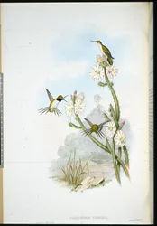 Beija-flor-de-cauda-em-raquete-de-Yarrell (Calothorax yarrellii)