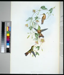 Yucatan Amazili (amazilia yucatanensis) (litho de cor de mão)