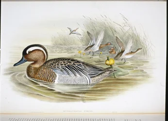 querquedula circia (litho colorido à mão)