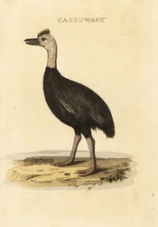 Casuar do sul, Casuarius casuarius