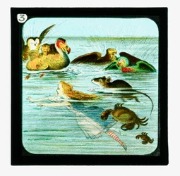 Alice no País das Maravilhas, Cor da Lanterna Slides (slide da lanterna)