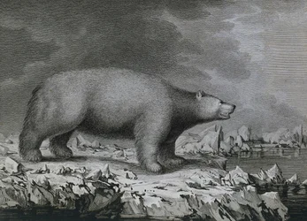 Urso Polar, gravura de Peter Mazel após desenho de John Webber (1750-1793) realizado durante a Terceira Viagem de James Cook