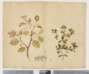 F.15 Lagunaria Patersonia; Alyxia gynopogon, c.1790-95 (aguarela e tinta sobre papel)