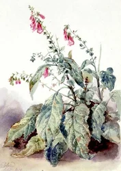 Foxgloves
