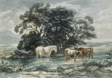 Paisagem, duas vacas e um cavalo em pé na água, (esboço)