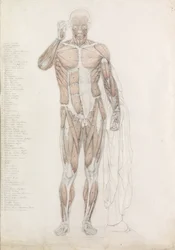 Estudo Anatômico: Musculatura Humana, em Contrapposto