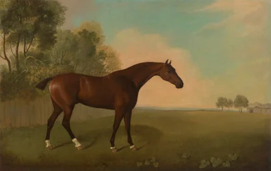 Um cavalo de baía num campo