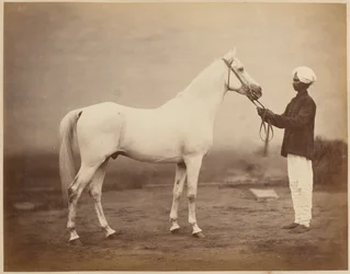 O tenente-general Sir Frederick Sleigh Roberts S cavalo, "Vonolel", 1885 cerca de