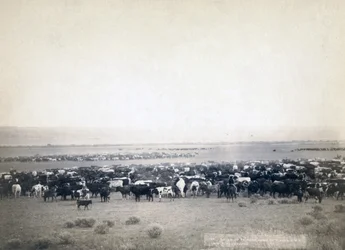 Cowboys pastoreando gado, Dakota do Sul c.1890 (foto a p/b)