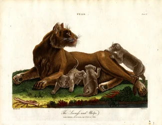 Leoa e crias (Felis;Prato II)