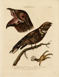 Pássaros noturnos (Caprimulgus)