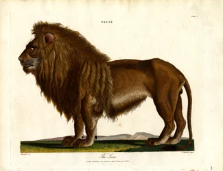 O Leão (Felis; Prato I)