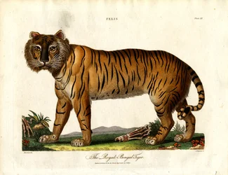 O Tigre Real de Bengala (Felis Tigris)