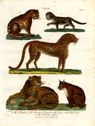 Gatos selvagens do género Felis (Prato IV)