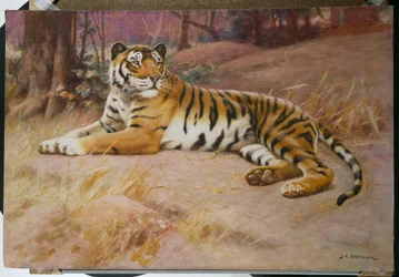 O Tigre