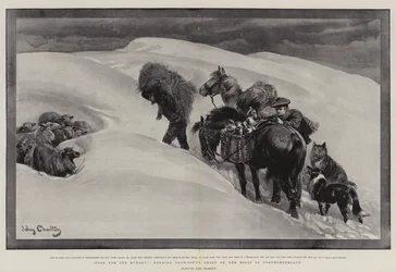 Comida para os famintos, cuidando de ovelhas com neve nas colinas em Northumberland