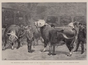Show de gado do clube de Smithfield no Royal Agricultural Hall, Islington, julgando Hereford bois