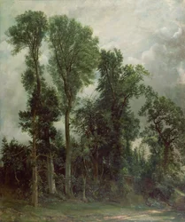 Árvores em Hampstead