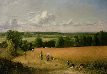 Campo de trigo