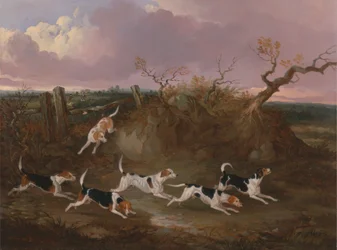 Beagles em Choro Completo