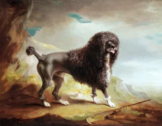 Um Clipped Water Spaniel (óleo sobre tela)