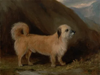 Um Dandie Dinmont Terrier