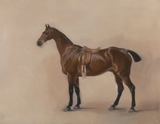 Estudo de um Saddled Bay Hunter