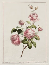 Uma coleção de flores desenhadas segundo a natureza - rosa da província de repolho