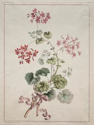Uma coleção de flores extraídas da natureza: No. 6 - Gerânio escarlate e variegado