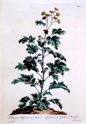 Comum ou jardim Feverfew, ilustração de &39;The British Herbalist&39;, março de 1770