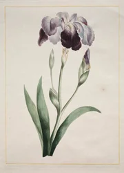 Íris Japonesa Grande Íris Azul, 1801.