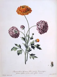 Ranunculus, ilustração de &39;The Herbalist britânico&39;, 1769