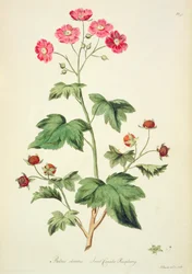 Framboesa: Sweet Canada (pl.45) de `The British Herbal...